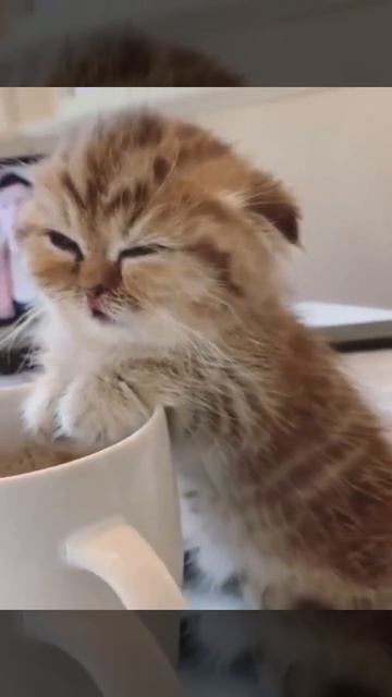 С добрым утром! 😼