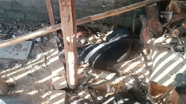 Это срочный пост ‼️SOS ‼️
В отлов Узбекистана привезли ротвейлера . Девочку. Адекватная, добрая