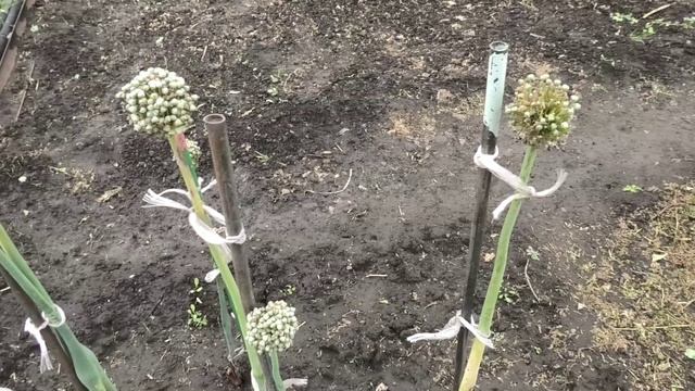 Семена лука (чернушка), итоги выращивания.