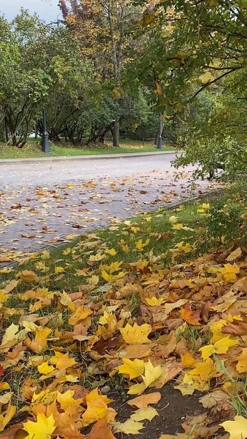 Осень ..прогулка с Никаноровной😊🐶🍂