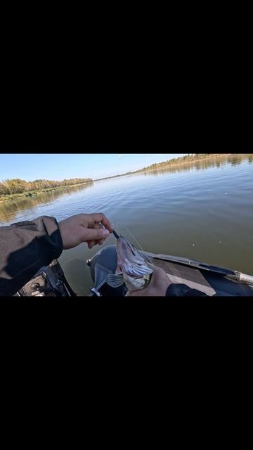 ТОП - Отводной - когда Судак не АКТИВНЫЙ
