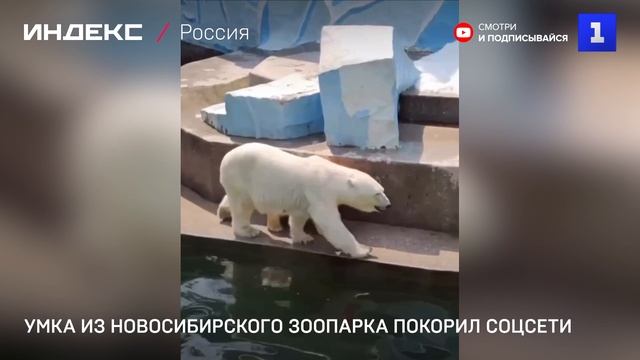 Умка из Новосибирского зоопарка покорил соцсети