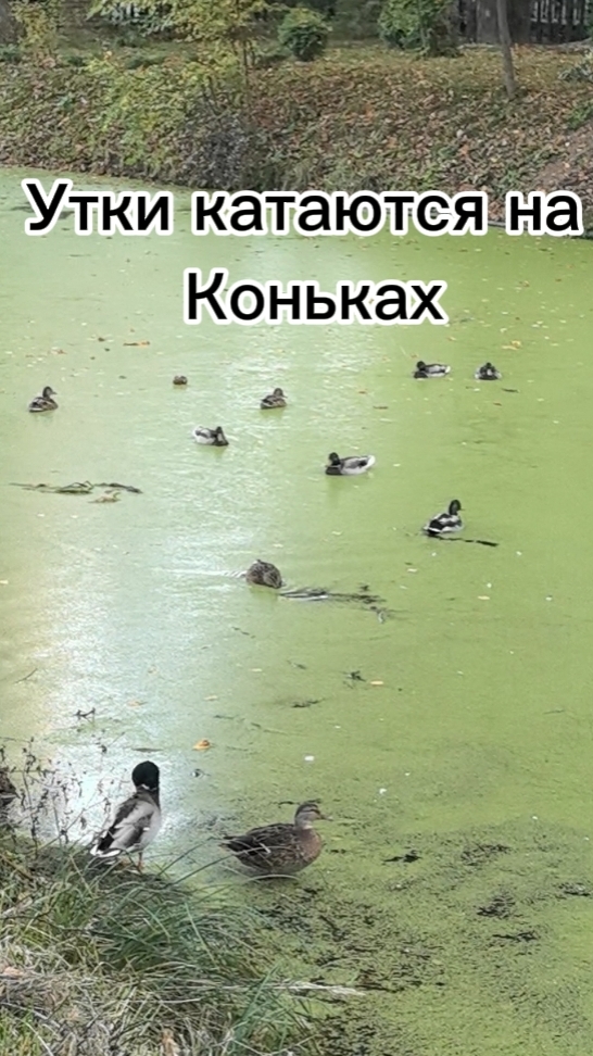 утки на коньках