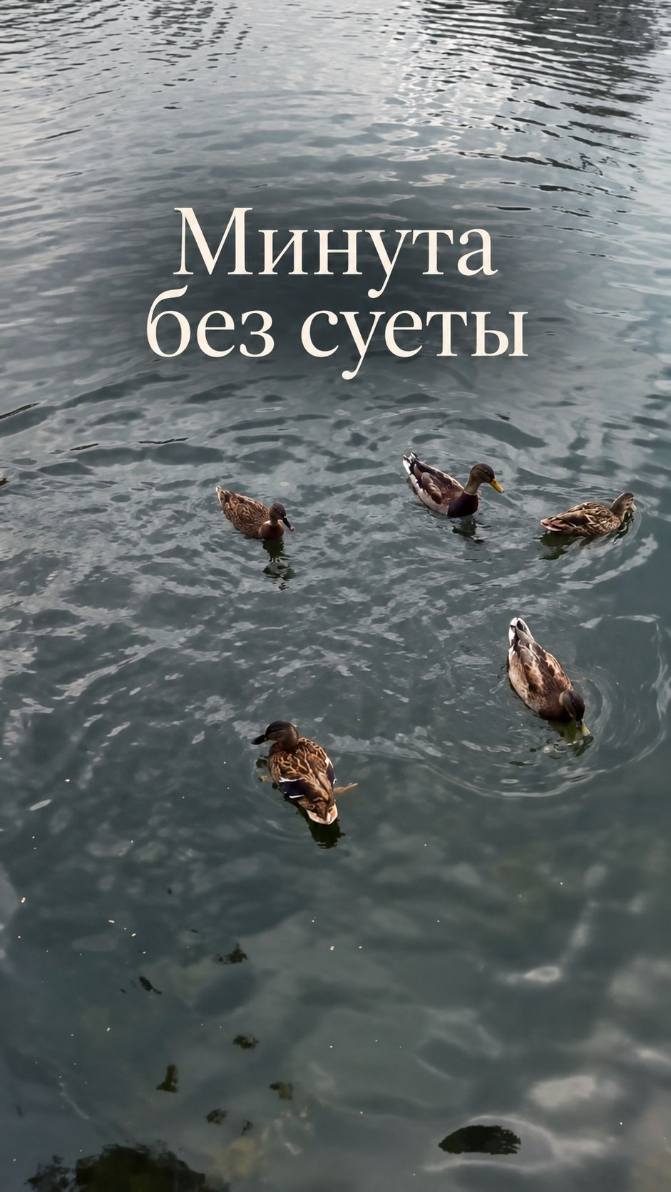 Минута без суеты 🦆