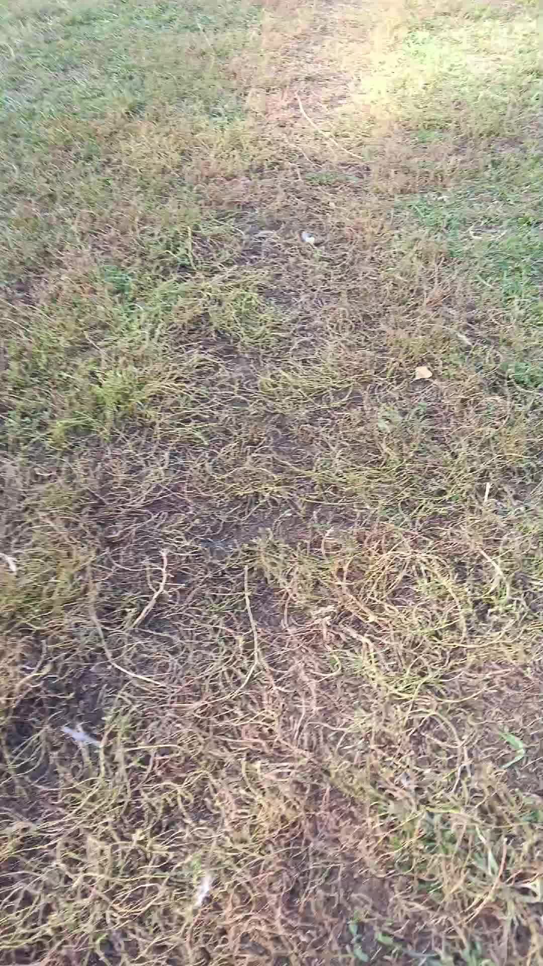 поле