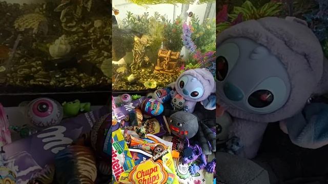 ASMR Chocolate Live Fish In An Aquarium And Chocolate ASMR