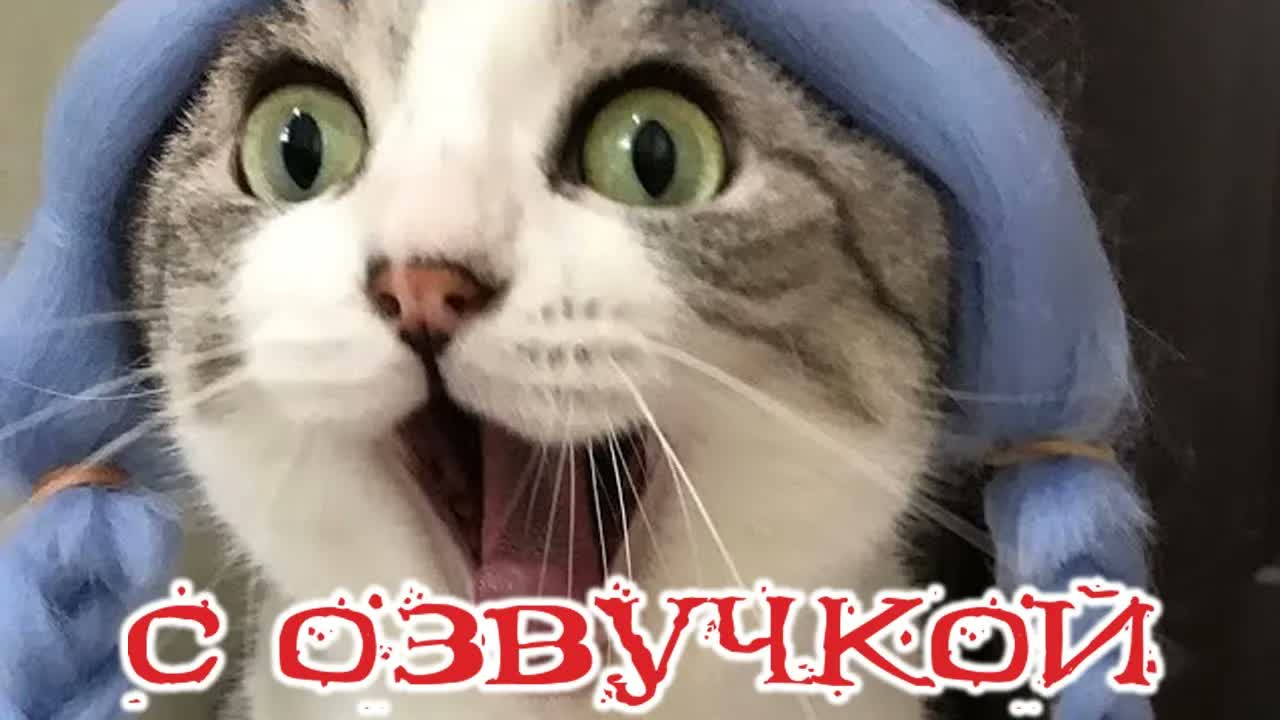 Приколы с котами! - С ОЗВУЧКОЙ! САМЫЕ СМЕШНЫЕ ЖИВОТНЫЕ! Смешные коты! До слез!