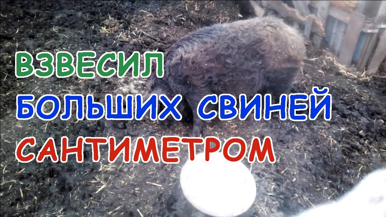 Будни сисадмина в деревне // Взвесил больших свиней