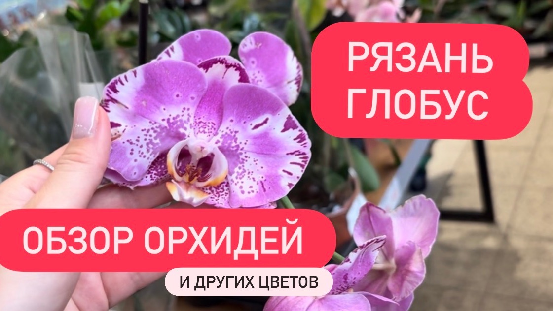 ОБЗОР ОРХИДЕЙ ГЛОБУС Рязань 09.26 #орхидеи #фаленопсисобзор #обзорорхидей