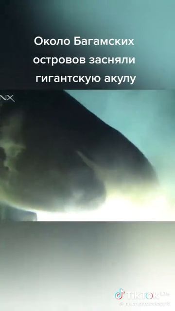 Сняли огромную акулу у багамский островов
