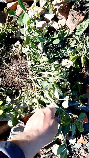 Орехи оказались водянистыми