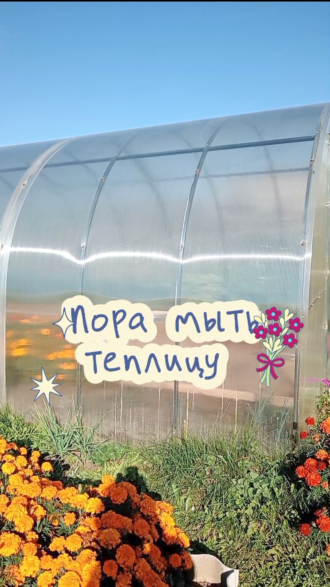 Пора мыть теплицу / бархацы великаны / земляника