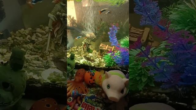 Chocolate ASMR Live With The Giant Fish In The Aquarium And Chocolates
