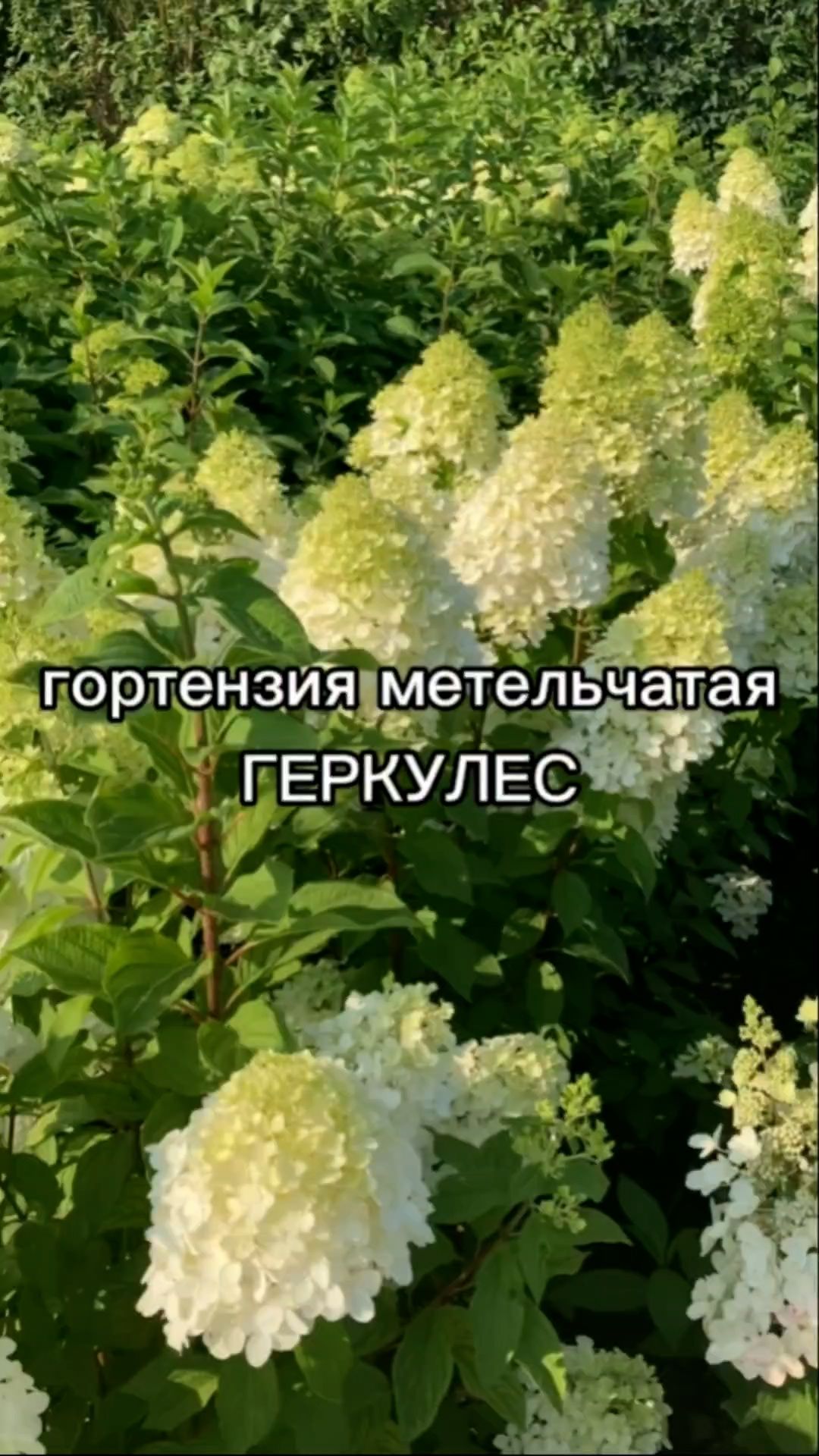 Гигантская гортензия длительного цветения.