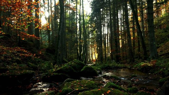 Осенний лес, Шум воды и звуки природы