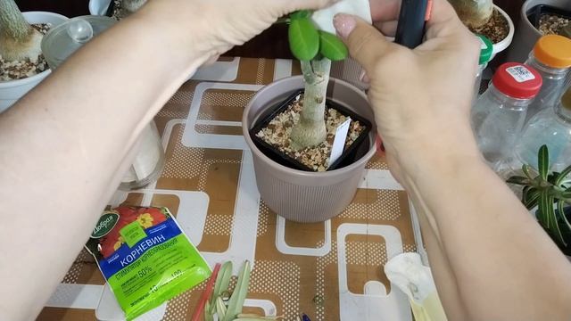 Адениумы, обзор и черенкование.