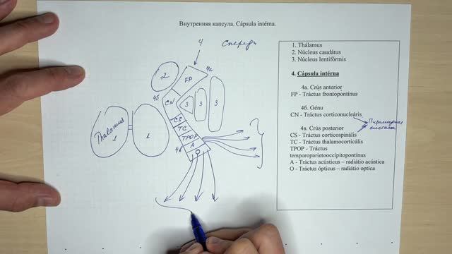 Внутренняя капсула