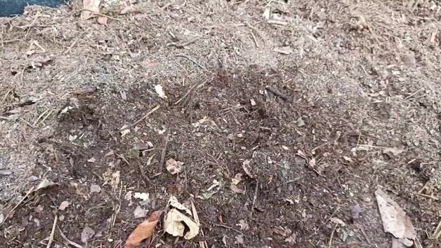 грядки в зиму под зелень