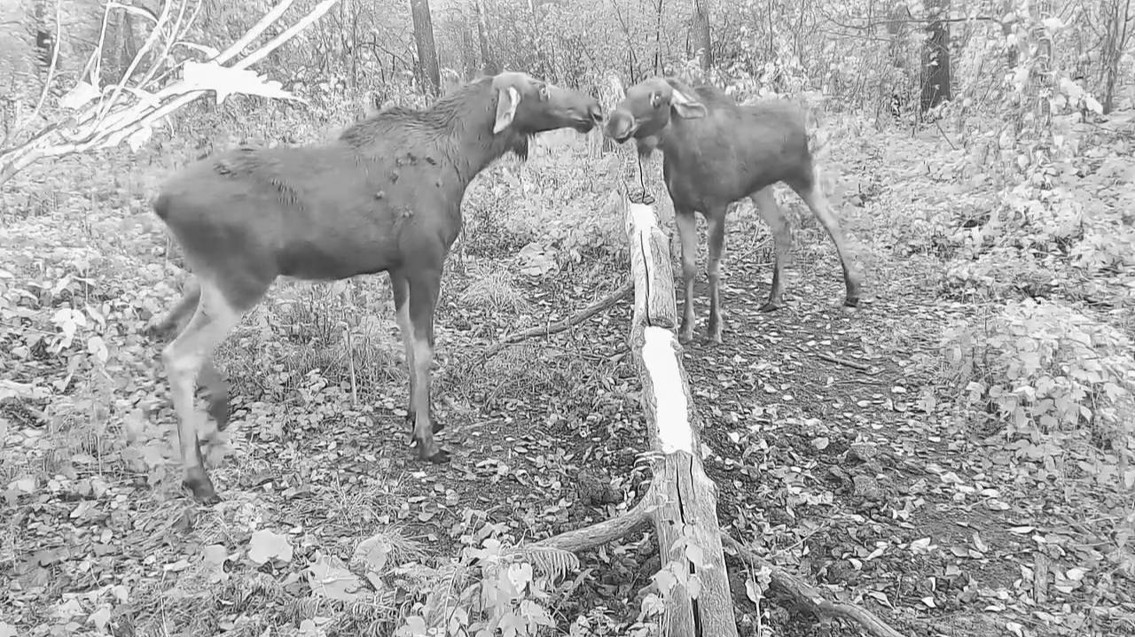 Конфликт двух лосих у солонца в Башкортостане попал в объектив фотоловушки