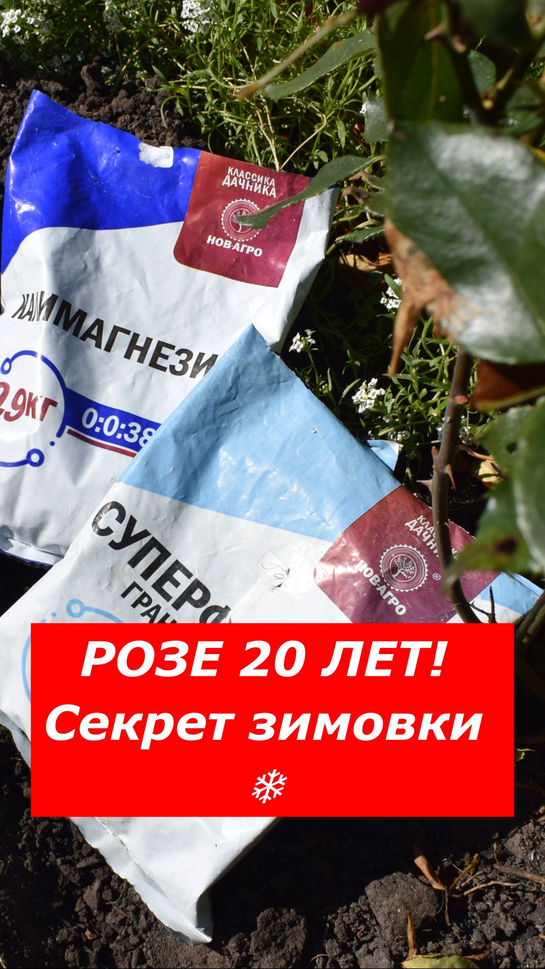 20 лет на одном месте! Секрет идеальной зимовки моей розы в открытом грунте 🌹