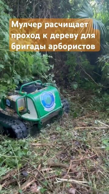 Сначала расчистить подход к дереву