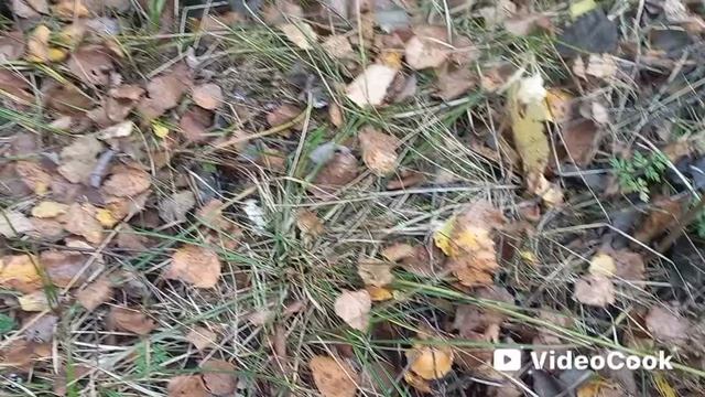 Море грибов в конце сентября!