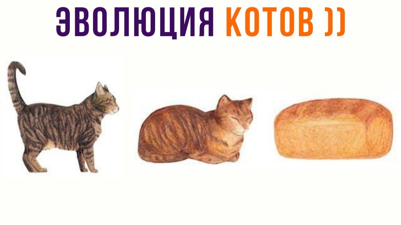 ЭВОЛЮЦИЯ КОТОВ))) Приколы с котами