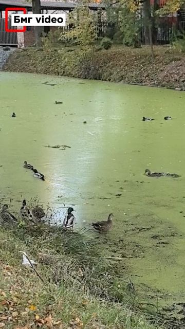 утки на коньках