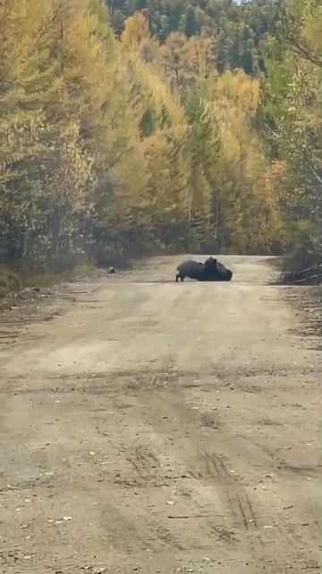 Миша поймал кабанчика видео.