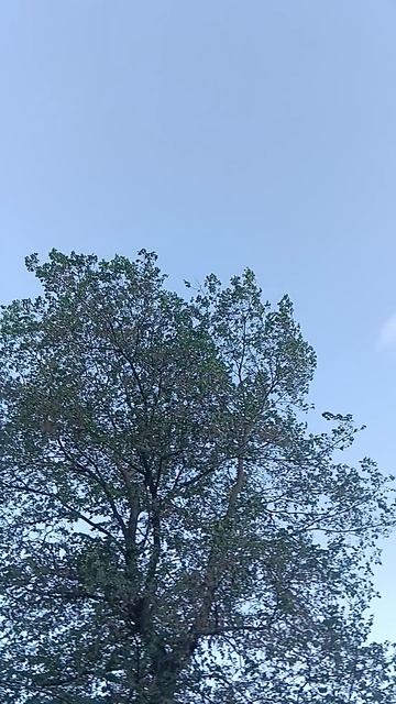 Природа, один день в Москве, все интересное в описании видео, это предложение оказания услуг,