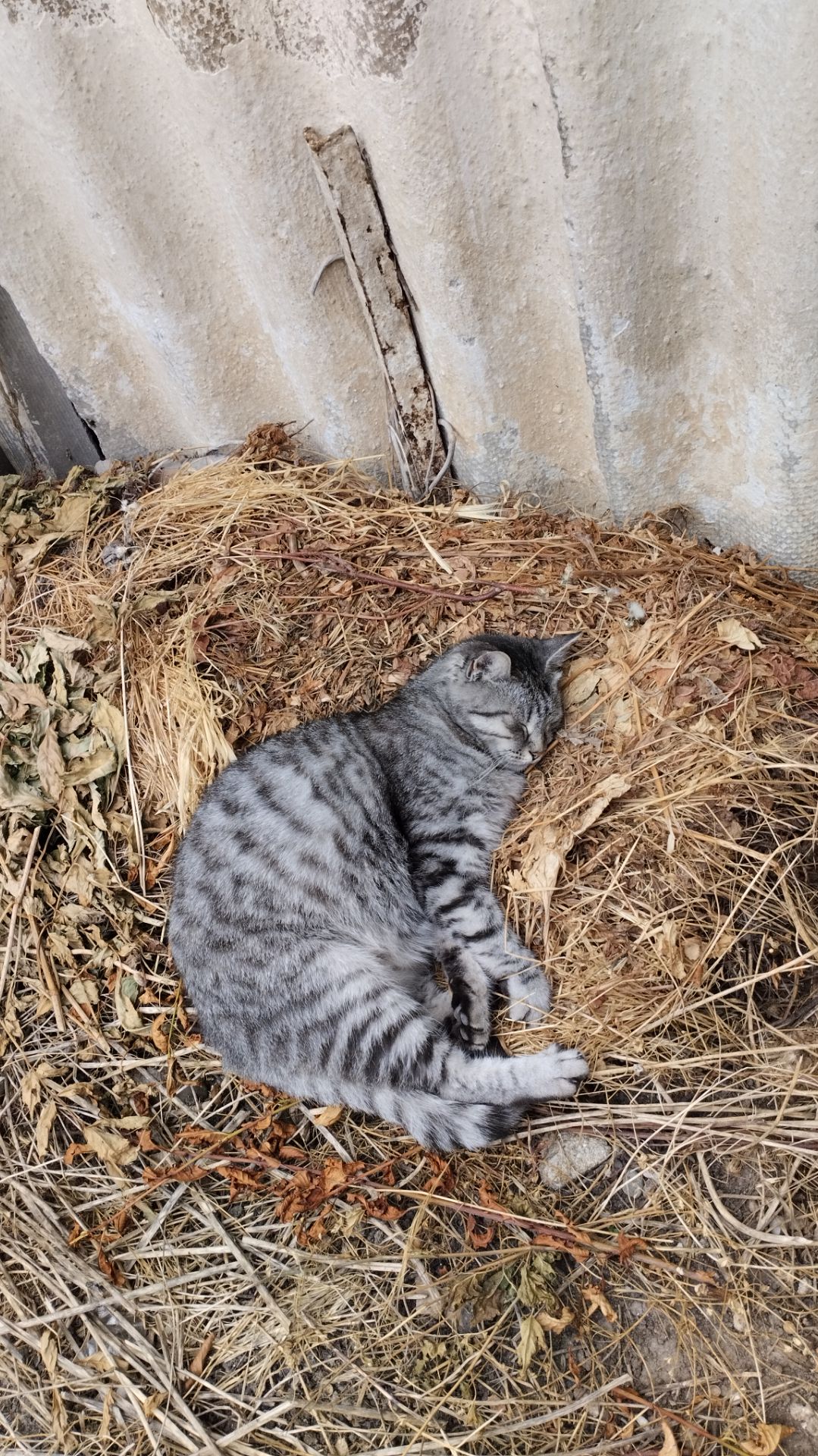 КОТЫ НА ОТДЫХЕ - 4! НАШИ ЛЮБИМЦЫ.