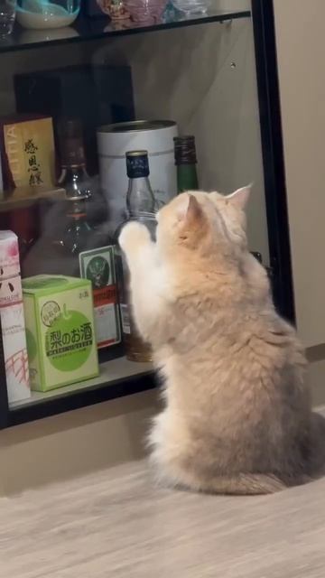 Когда я стану котом, то никому не скажу, но будут знаки.