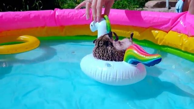 ЁЖИК БРУНО ПЛАВАЕТ В БАССЕЙНЕ! 🦔💦 СБОРНИК - Лучшие купания ёжика