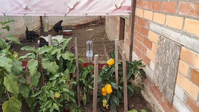 Огород в конце сентября пАмидора не удалась Огурцы ещё едим Сломался ларь