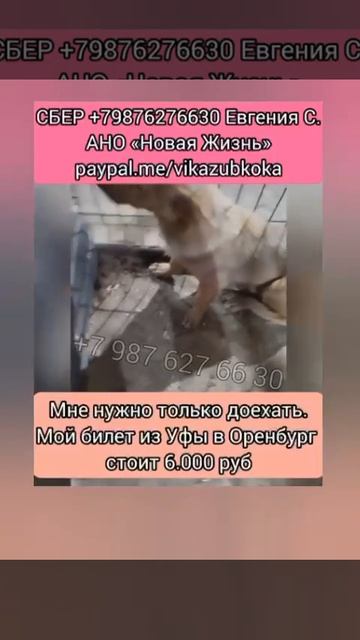 Помогите Мартину уехать из отлова Башкирии… 

Он очень долго ждал, пока все проходили мимо..