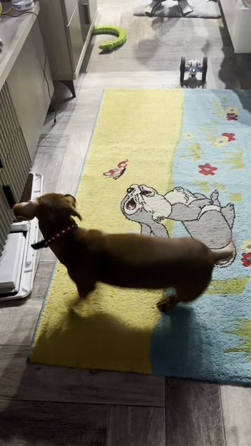 🐶😁