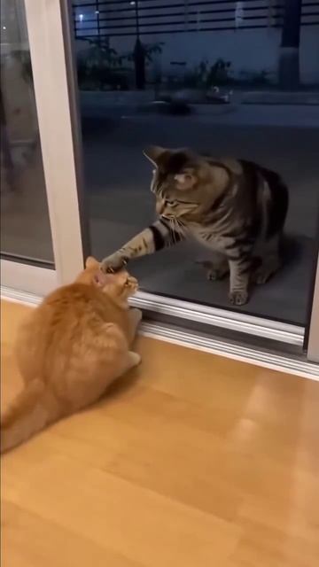 смешной момент