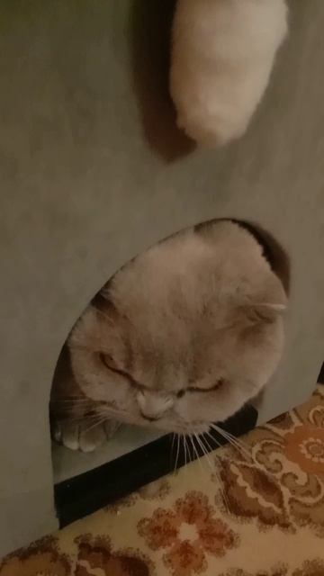 ДВЕ МИЛЫЕ КОШКИ 😻😻😻