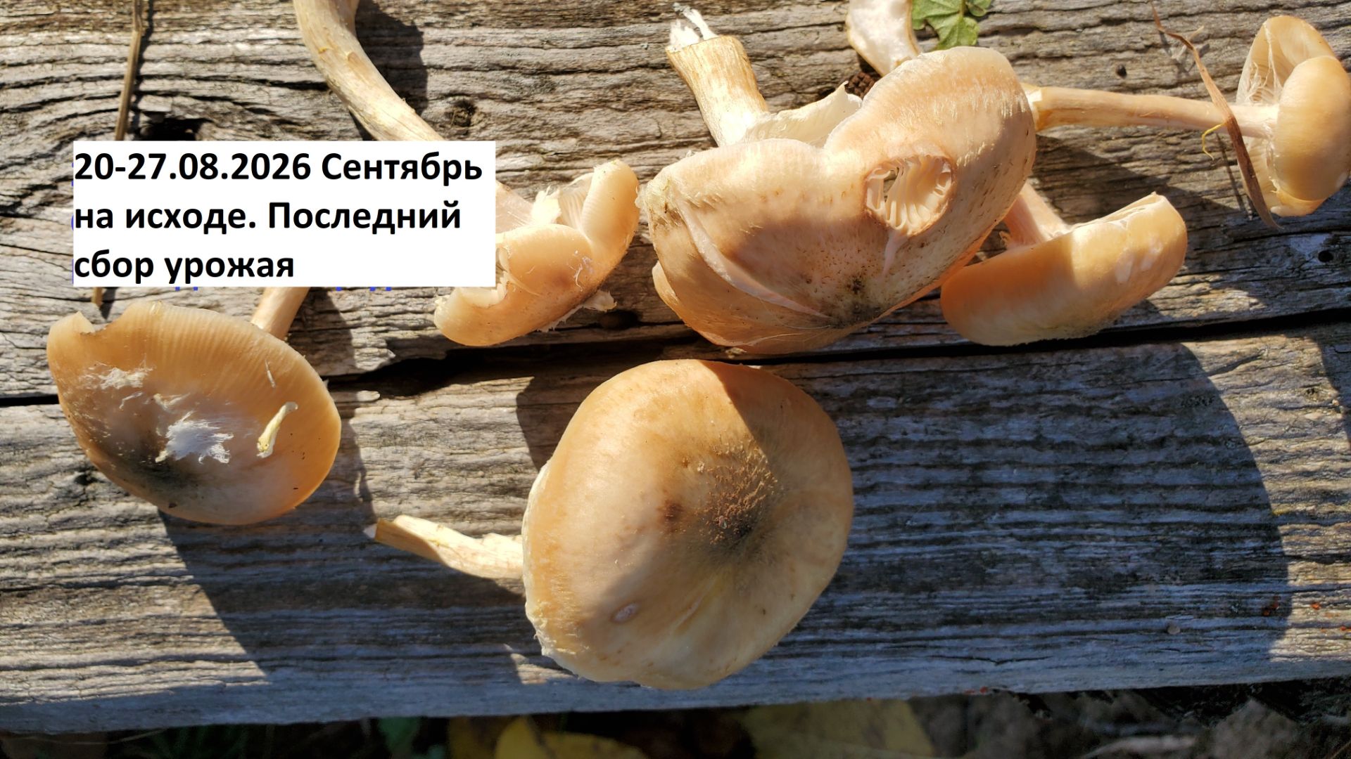 20-27.08.2026г. Сентябрь на исходе. Последний сбор урожая