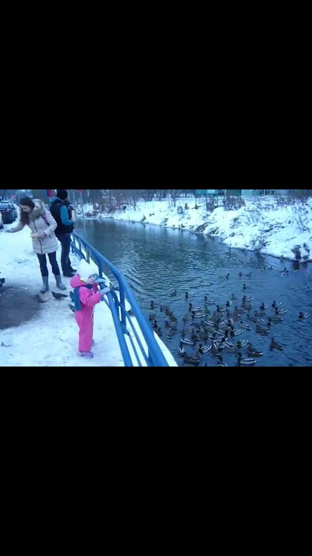 Осень. Группа диких уток, стоящих на замерзшей речке зимой, ожидает угощений от добрых людей..
