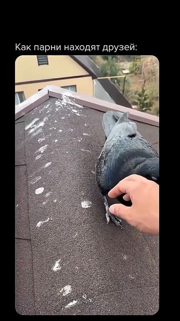 Кореша друзья дружба птицы ворон crow friends приколы
