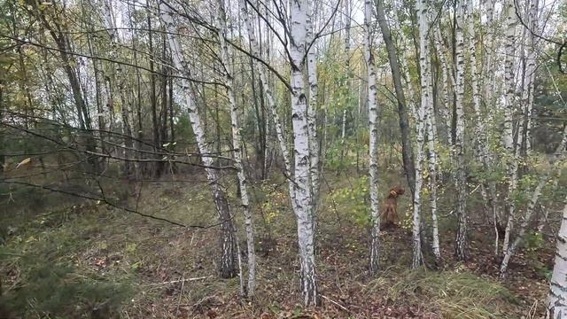 Открытие по вальдшнепу в сентябре 26г. адаптация)