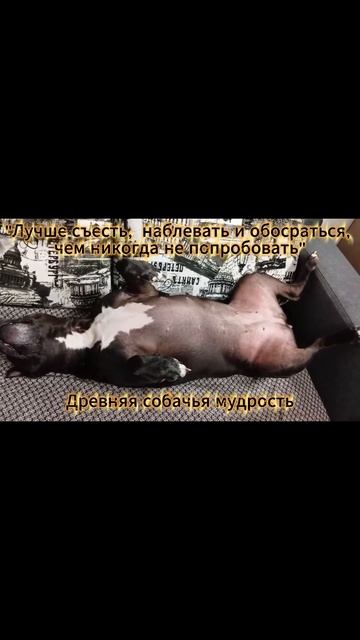 Домашний кабачок