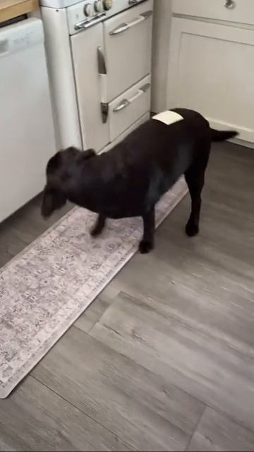 Смешное видео