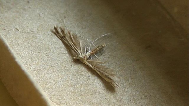 Stenoptilia Bipunctidactyla (пальцекрылка подмаренниковая)