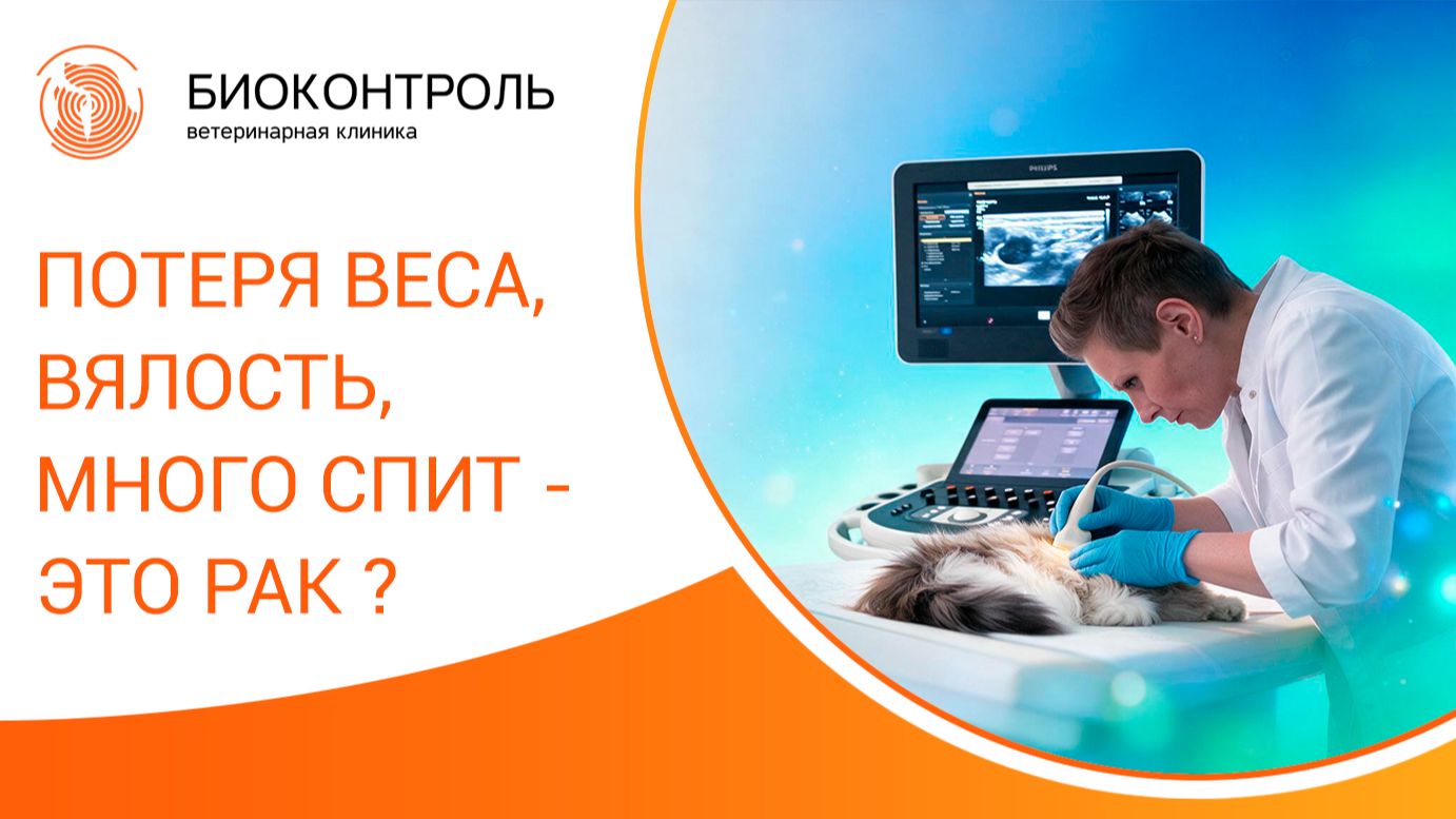 🐾 Кошка худеет, собака вялая: почему кошка худеет даже при хорошем аппетите?