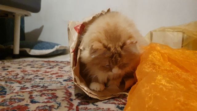 Патрюша🥰 #кот #музыка