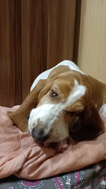 Бассет 🏋️♂️: так выглядит ОЧЕНЬ ГОЛОДНАЯ СОБАКА 🐕🦺!!!