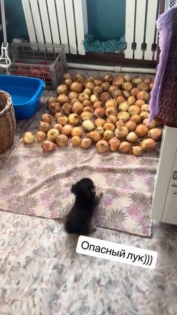 Целая луковая армия, а он один