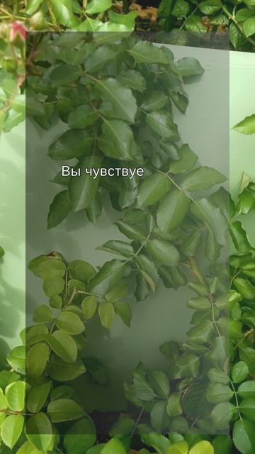 Когда диалог бесполезен
#психологияотношений #shorts #психология
